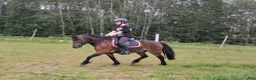 Allround hästar till salu: Drömponny allround delux - Annons 3