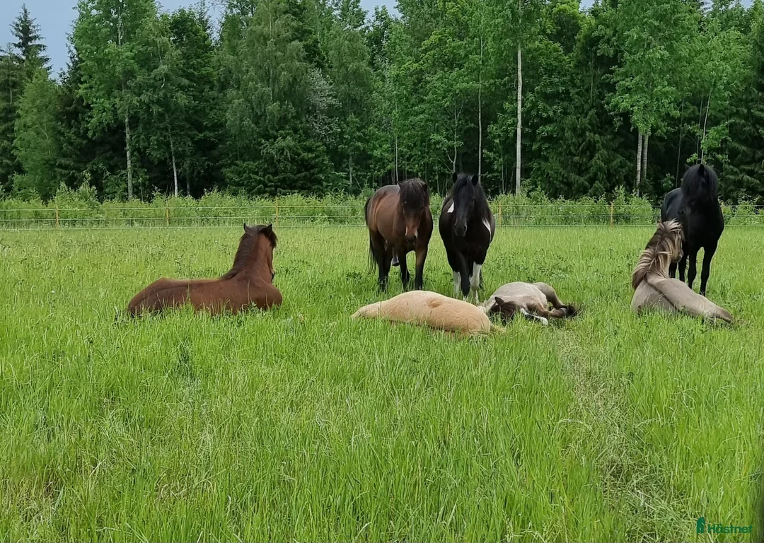  stallplats finnes: Unghingstflock i Almunge, Uppsala i Almunge - Annons 1