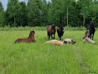 stallplats Unghingstflock i Almunge, Uppsala i Almunge - Annons 16