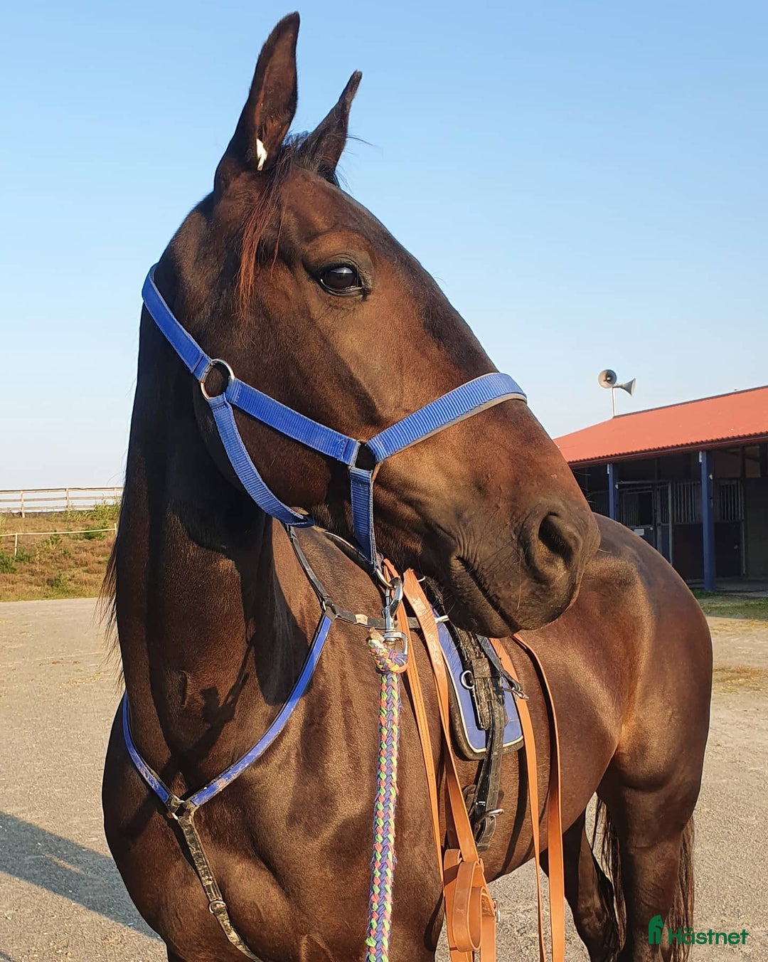 Allround hästar till salu: Mysig varmblodskille med stort hjärta. i Karlshamn - Annons 4