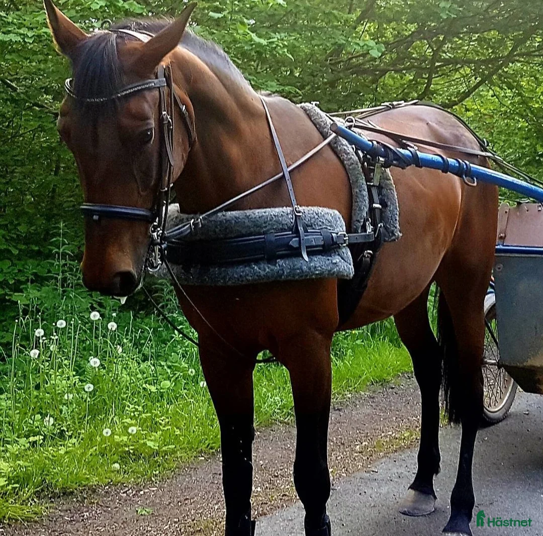 Allround hästar till salu: Ridtravara  i Göteborg - Annons 3