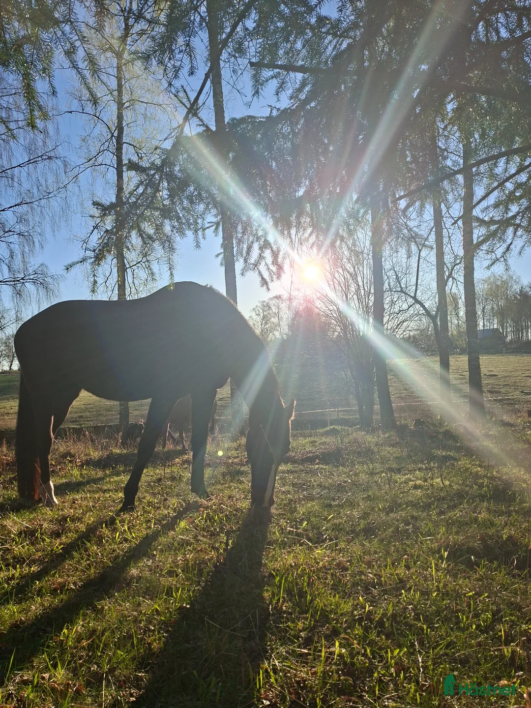  stallplats finnes: Lösdriftsplats med stall - Annons 2