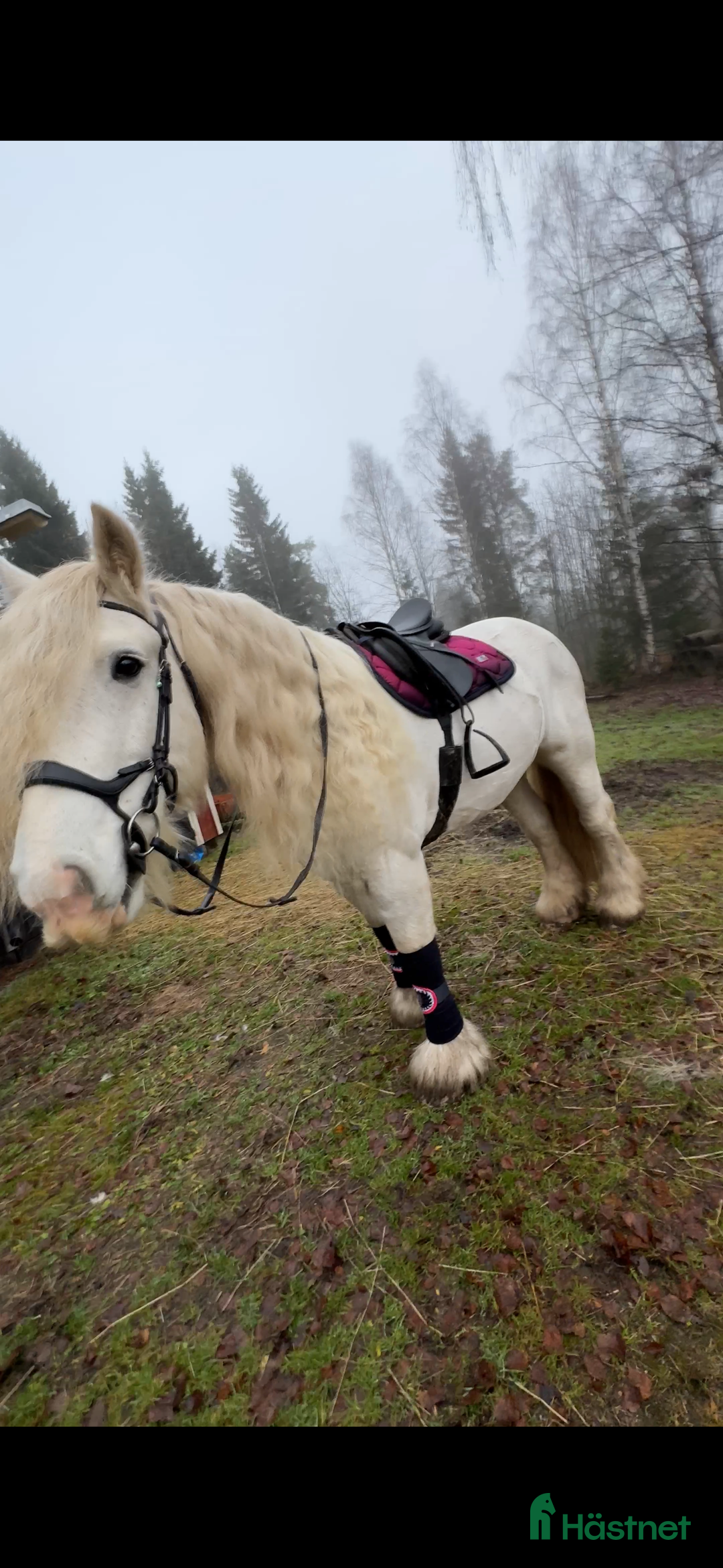 Allround hästar till salu: Drömhäst  i Ljungaverk - Annons 17