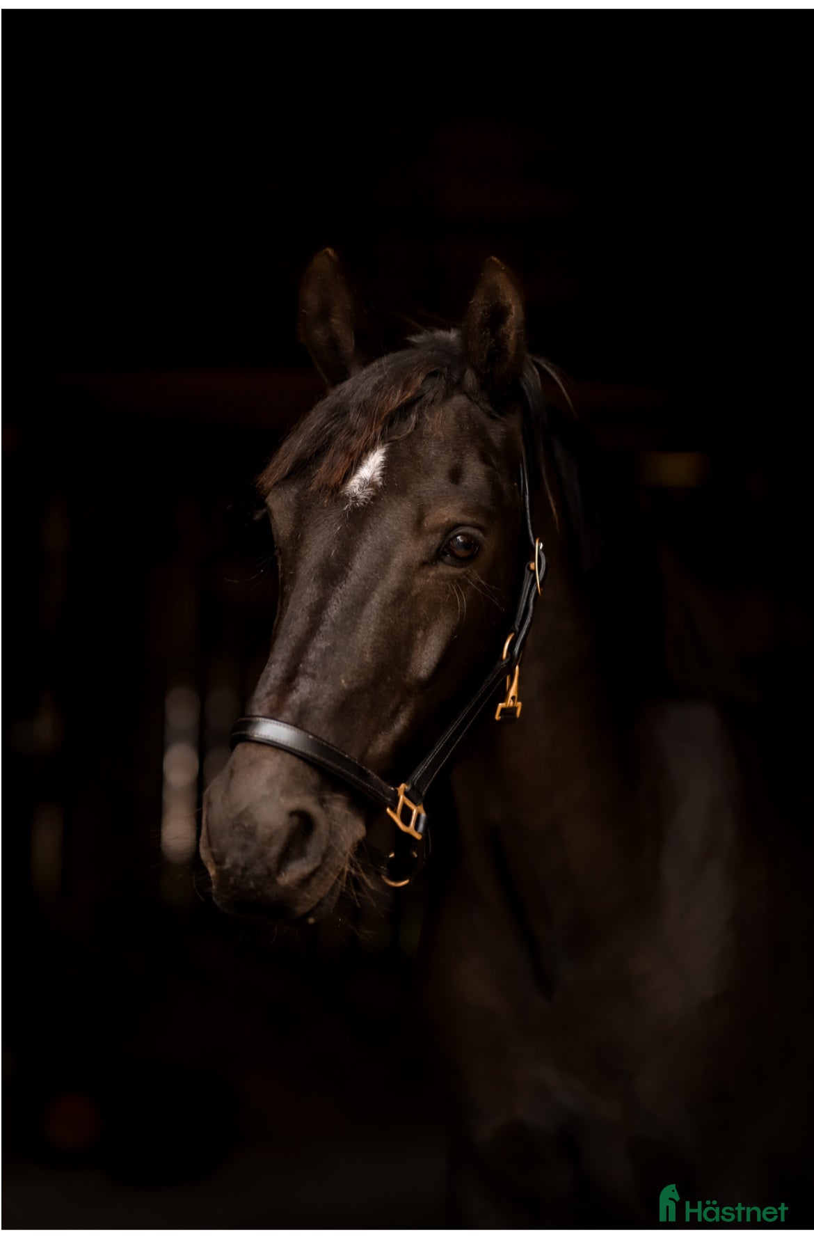 Hoppning hästar till salu: Stjärna till salu - Annons 3