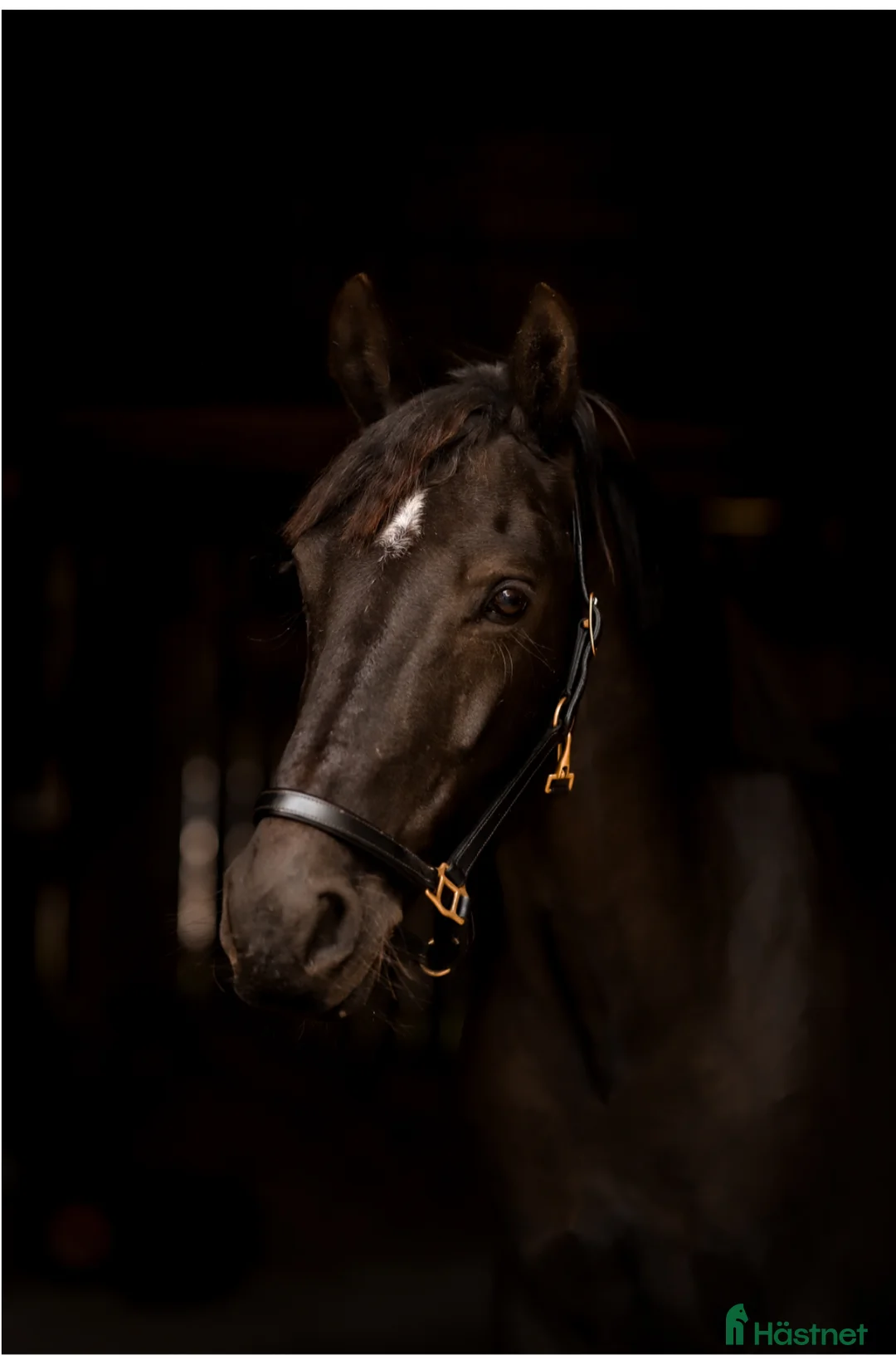 Hoppning hästar till salu: Stjärna till salu i Steninge - Annons 2