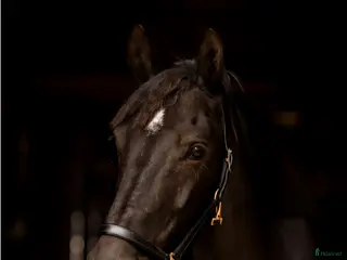 Hoppning hästar till salu: Stjärna till salu - Annons 3