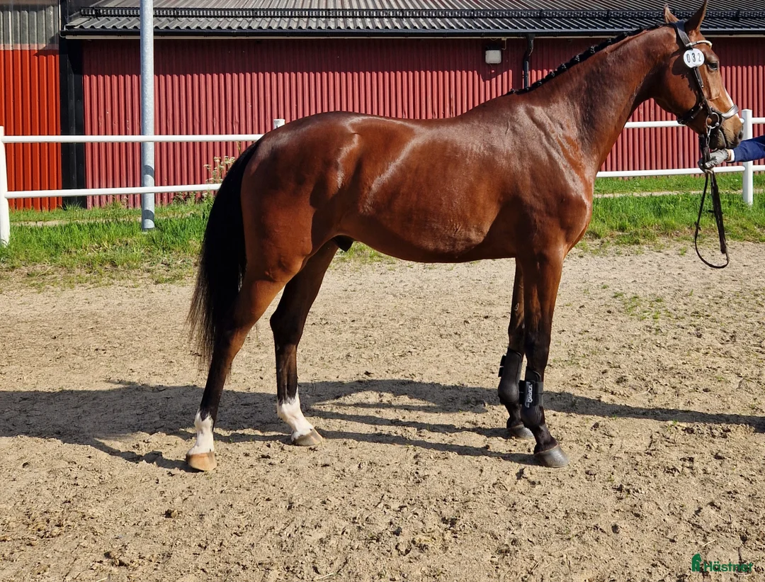  hästservice finnes: Hästutbildning i Säve - Annons 3