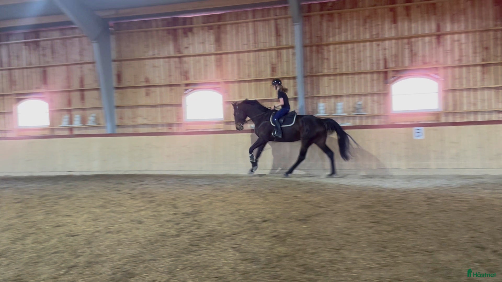  hästar SWB-sto e. Zezar Hästak (Casanova) ue. Heartbeat - Annons 1