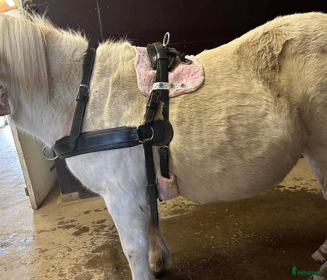 Körselar körning till salu: Bröstsele ponny  i Malmbäck - Annons 1