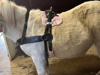 Körselar körning till salu: Bröstsele ponny i Malmbäck - Annons 1