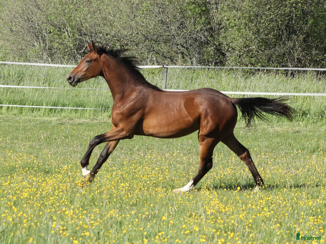 Dressyr hästar till salu: Dräktigt sto för dressyr och/eller avel i Dyltabruk - Annons 3