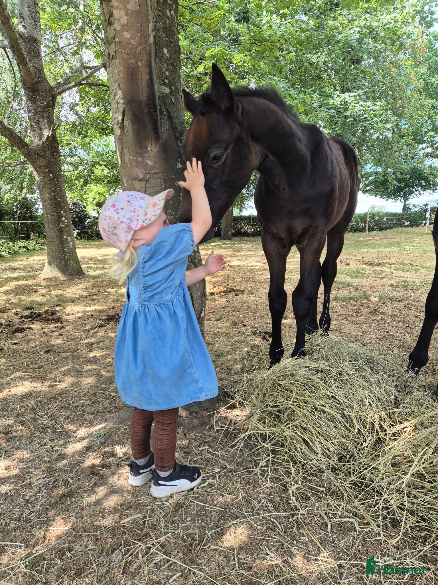  hästar Hingst Föl 75% fullblod - Annons 1