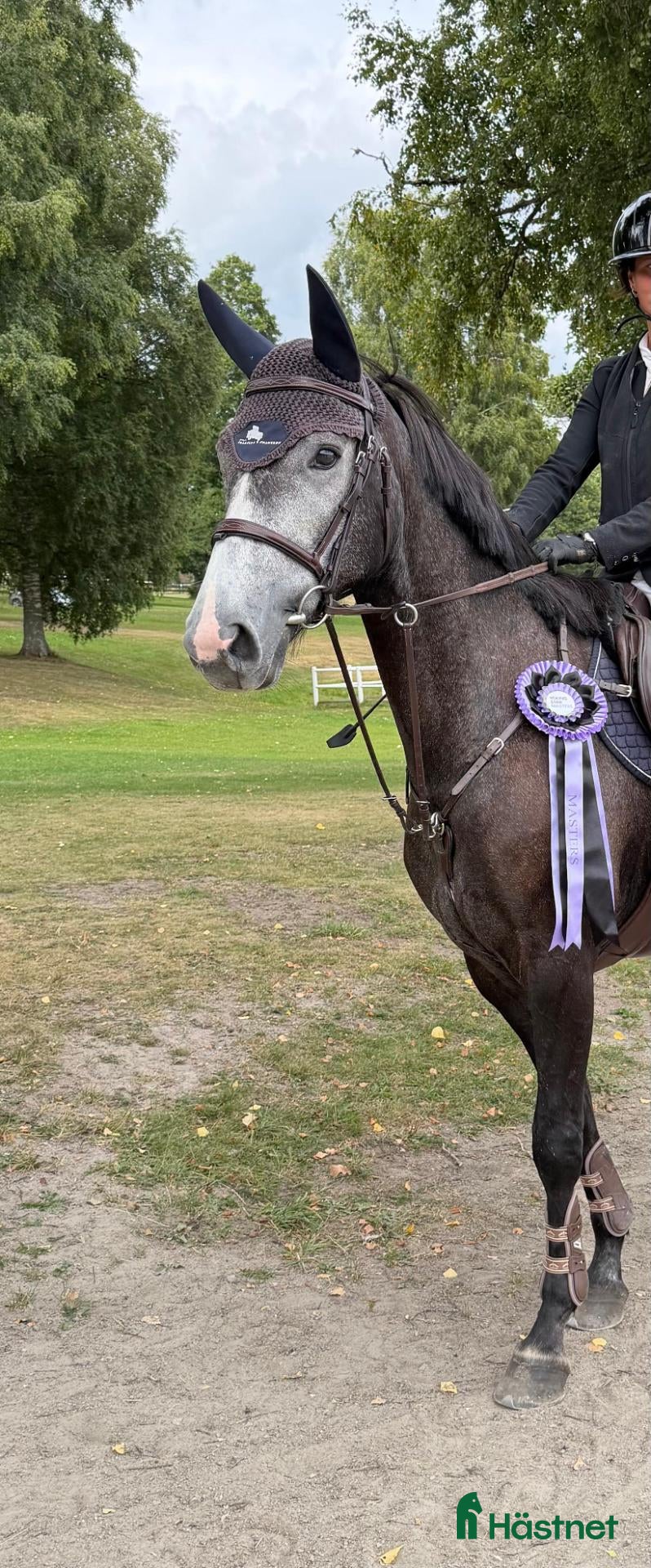  hästar Trevlig 4årigt sto - Annons 2