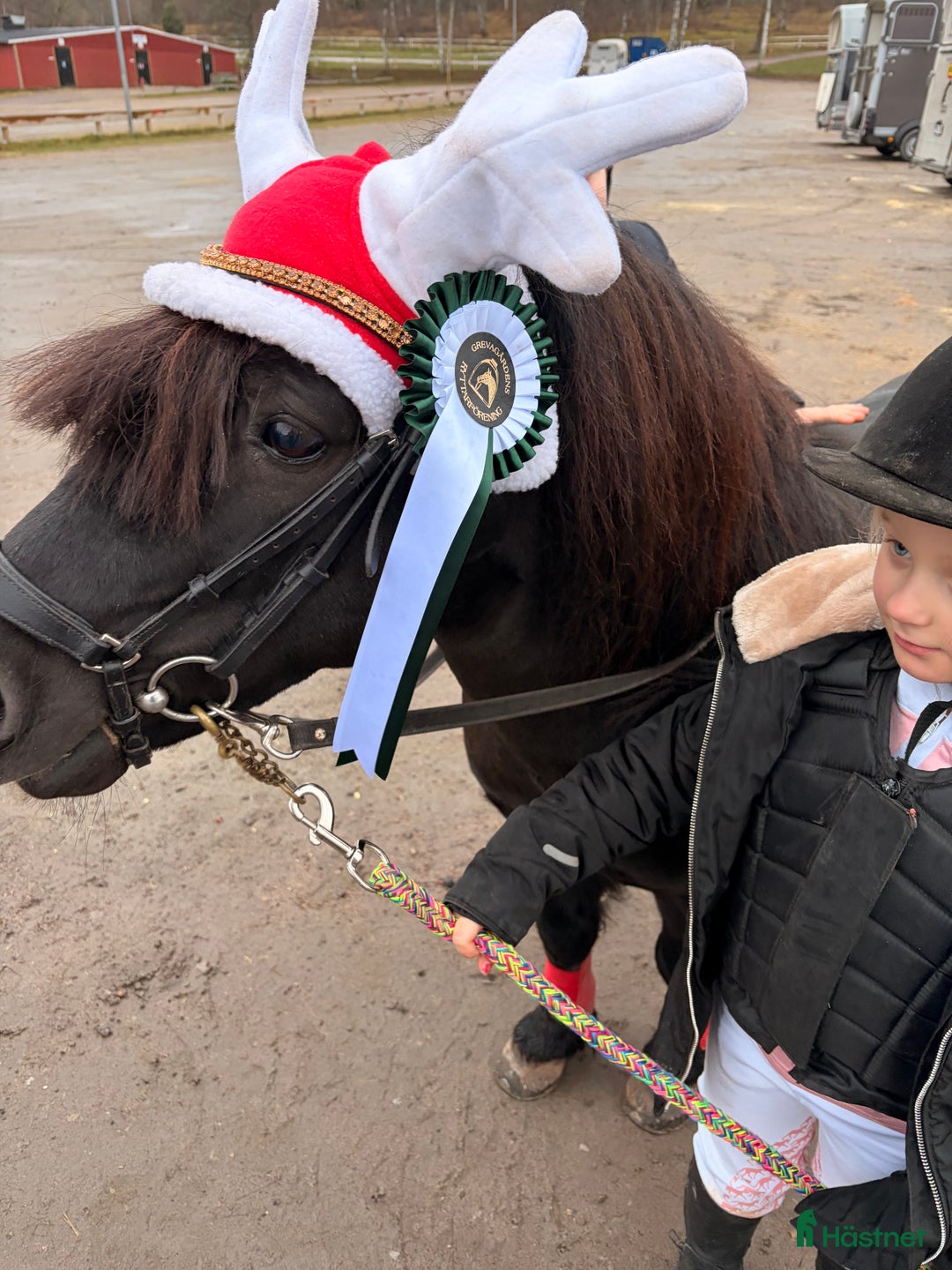 Allround hästar till salu: Bästa första ponnyn till den mindre ryttaren 🐴 i Skövde - Annons 2