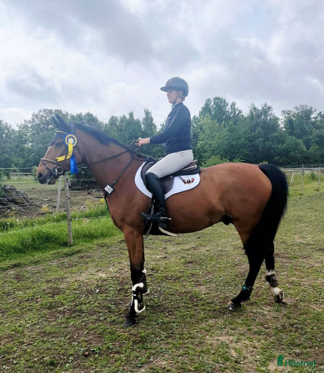  hästar Charmig kille med potential!✨️ - Annons 2
