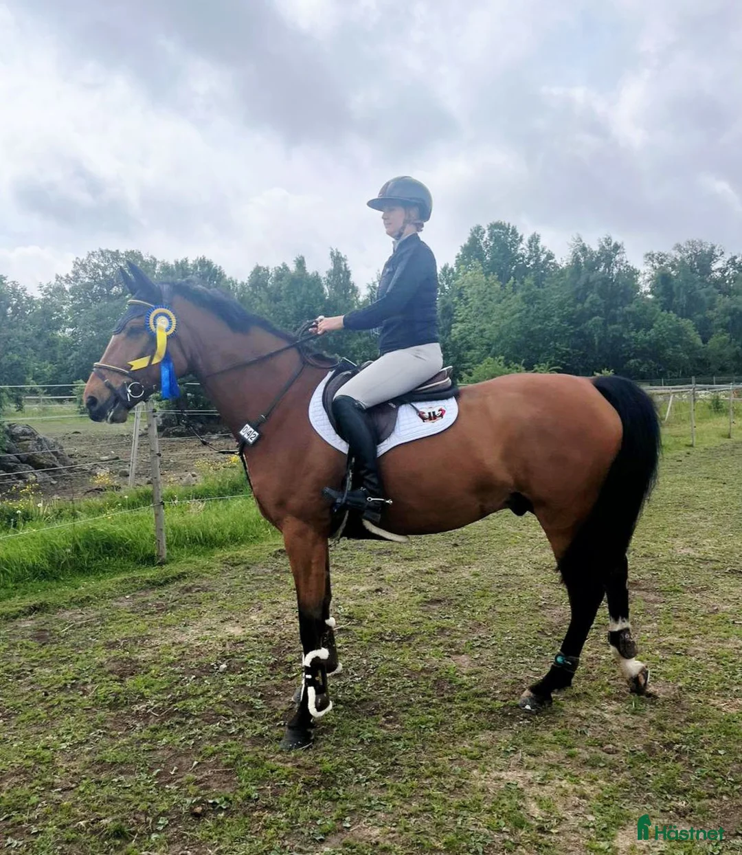Hoppning hästar till salu: Charmig kille med potential!✨️ i Trensum - Annons 2