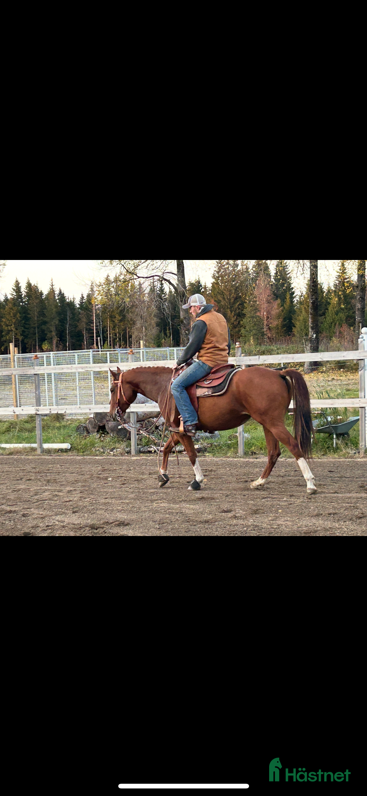  hästar Snäll quarter  i Dalstorp - Annons 1