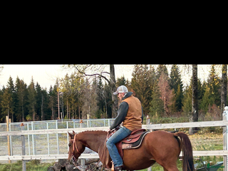 hästar Snäll quarter i Dalstorp - Annons 1