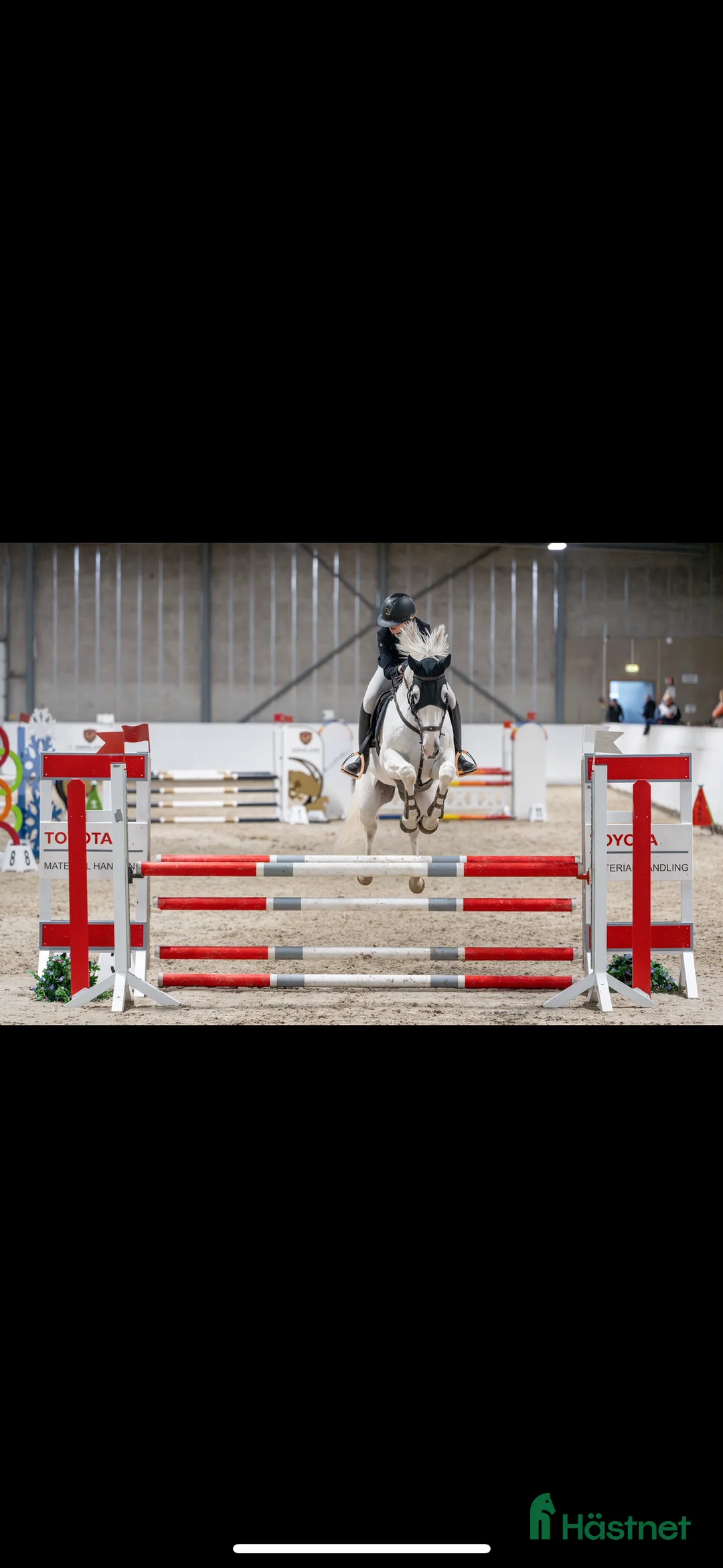 Allround hästar till salu: Belgisk varmblod til salgs i Melsomvik - Annons 2