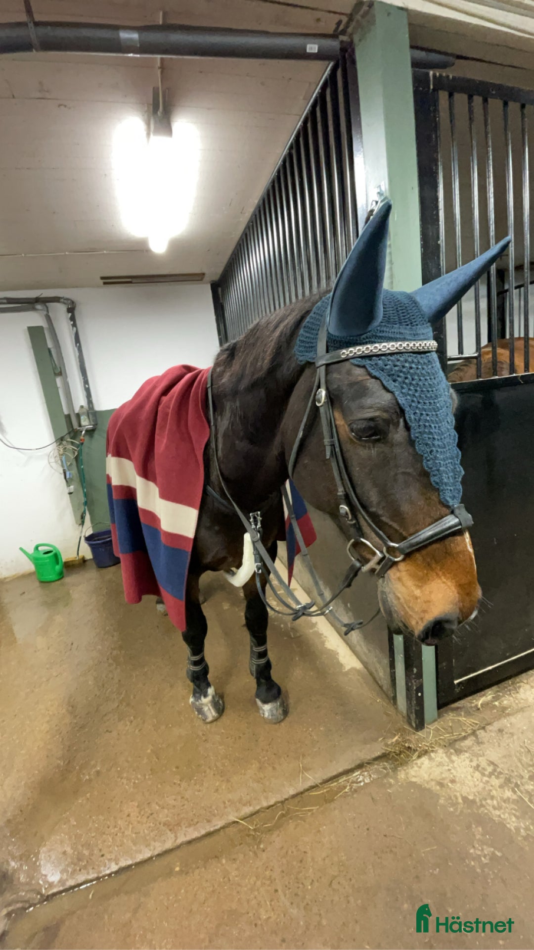 Allround hästar sökes: Låna häst till senare köp!🌟 i Vänersborg - Annons 4