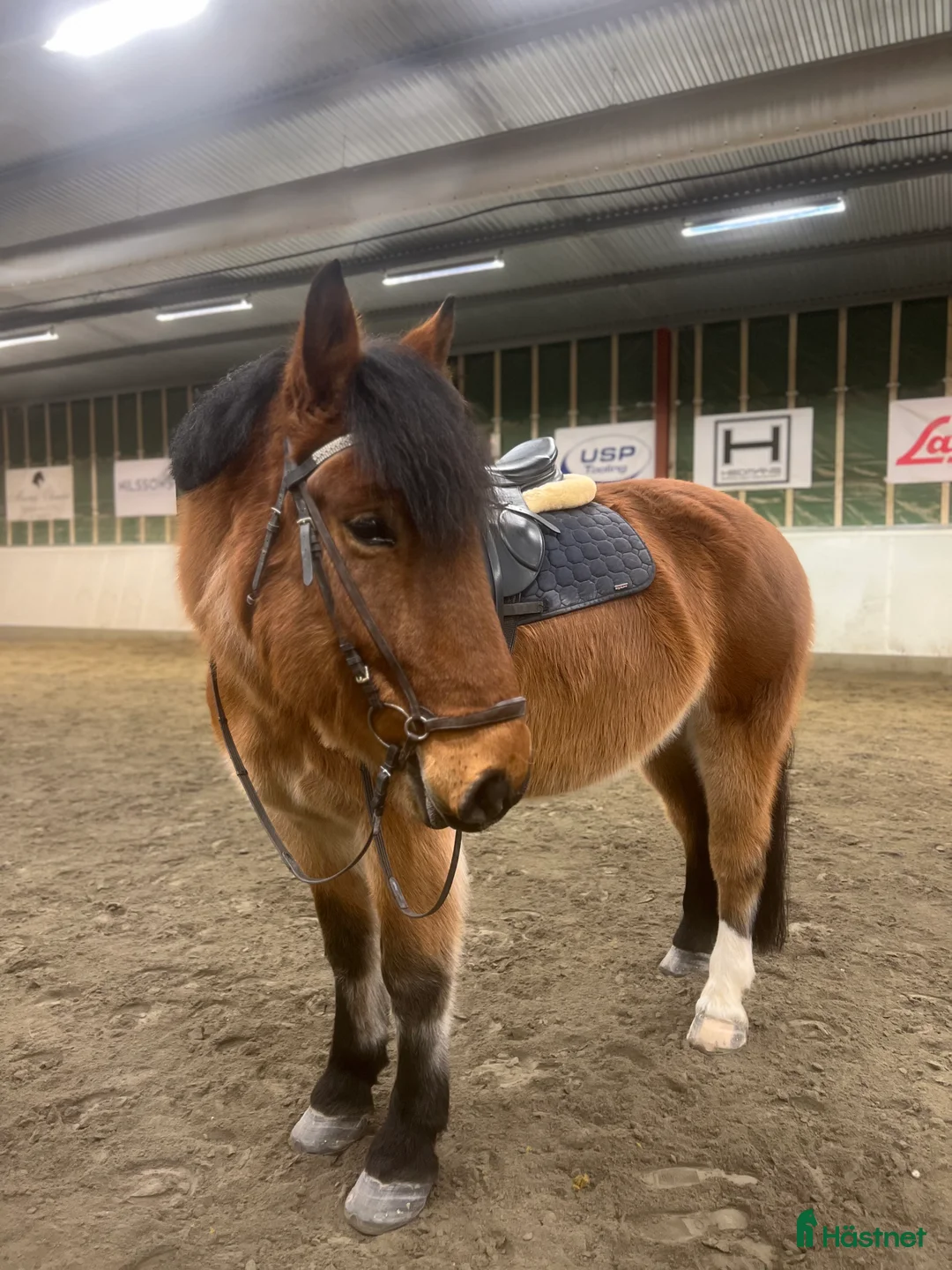 Allround hästar till salu: Framtida träning/tävlingskompis i Älvsbyn - Annons 2