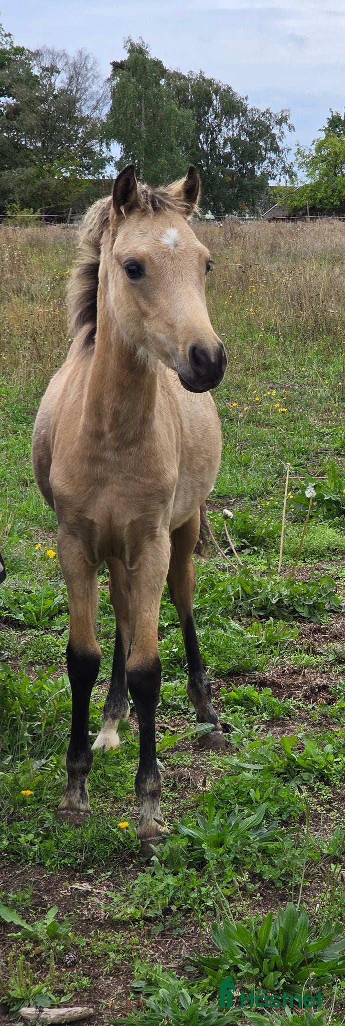  hästar Sött welsh partbred sto. - Annons 2
