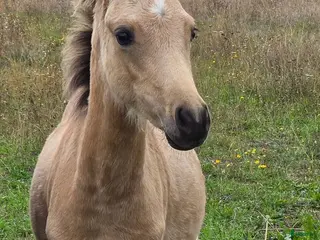 hästar Sött welsh partbred sto. - Annons 2
