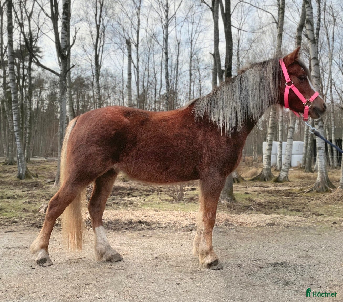  hästar Fantastiskt Welsh mountain sto - Annons 2