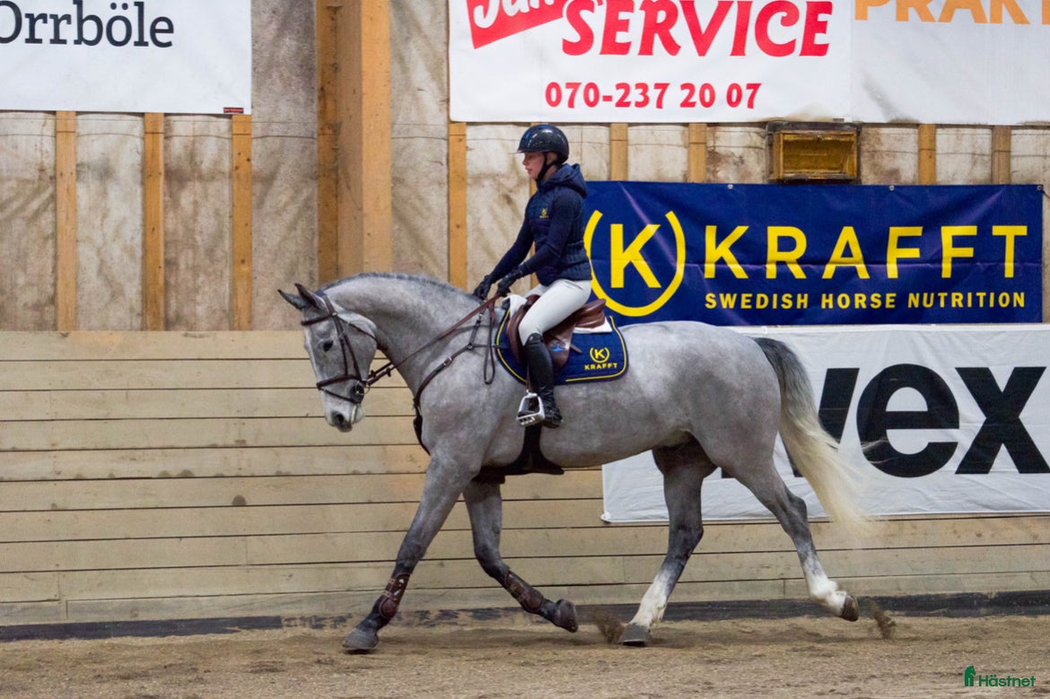  hästar Trevlig valack e:Action Man Ask Z i Örnsköldsvik - Annons 12
