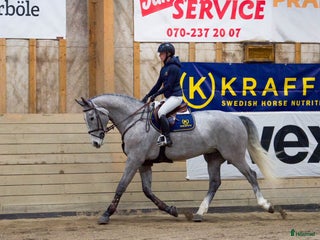 hästar Trevlig valack e:Action Man Ask Z i Örnsköldsvik - Annons 13
