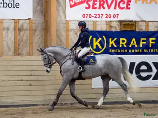 hästar Trevlig valack e:Action Man Ask Z i Örnsköldsvik - Annons 20
