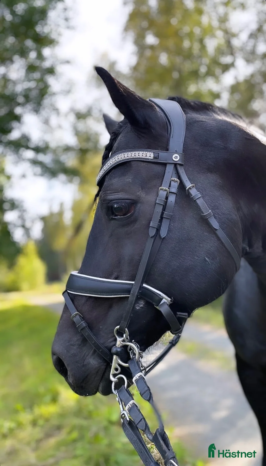 Dressyr hästar till salu: Vacker Welsh Cob hingst utlånas! i Säter - Annons 2