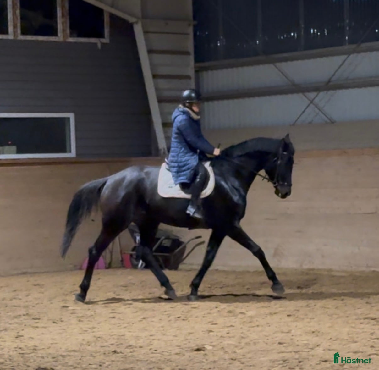  hästar Vackert sto med mkt fina gångarter i Storfors - Annons 15