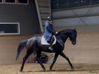 hästar Vackert sto med mkt fina gångarter i Storfors - Annons 13