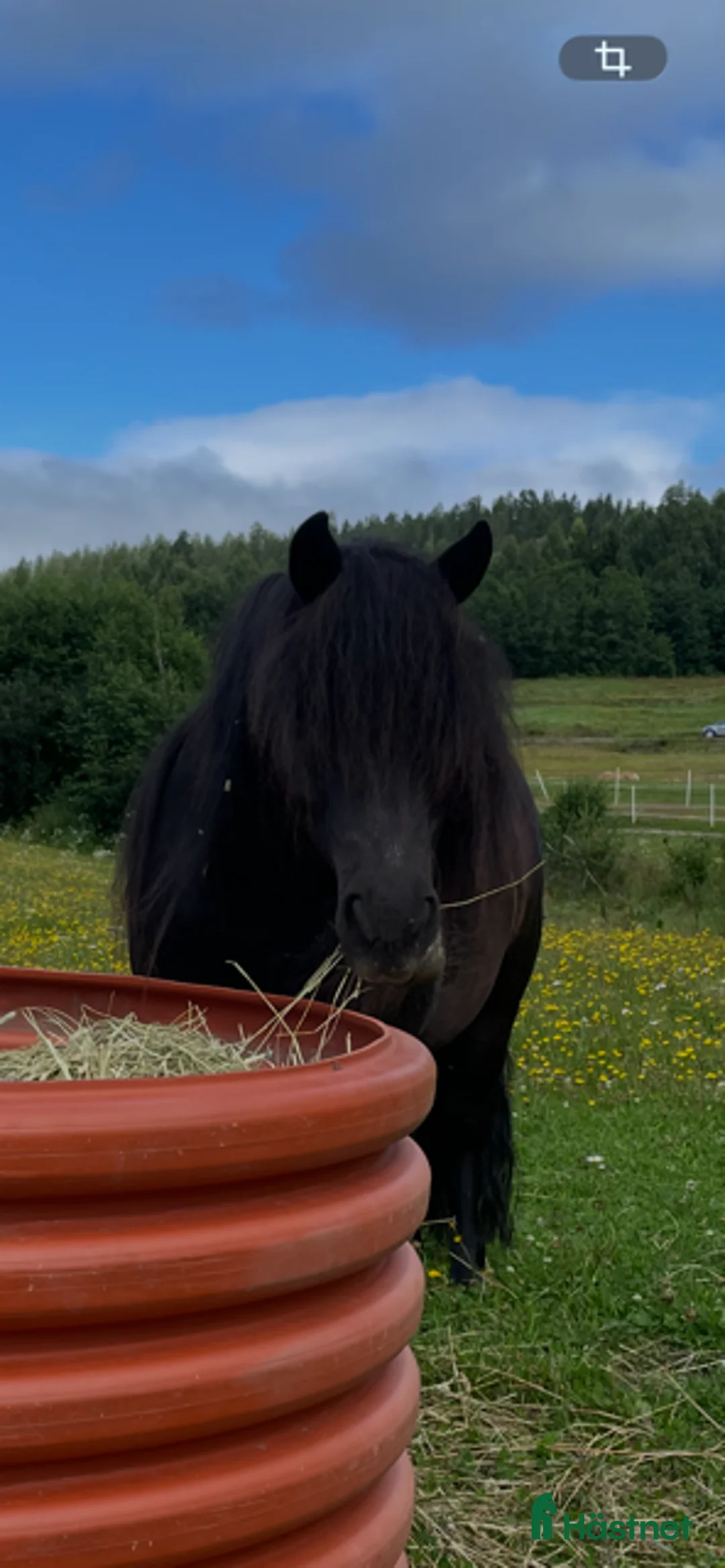 Körning hästar till salu: Arbetsvillig Shetlandsponny - Annons 1