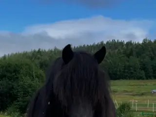 hästar Arbetsvillig Shetlandsponny - Annons 1