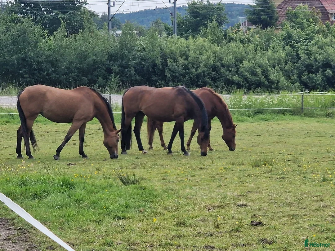 Galleribild {{count}}