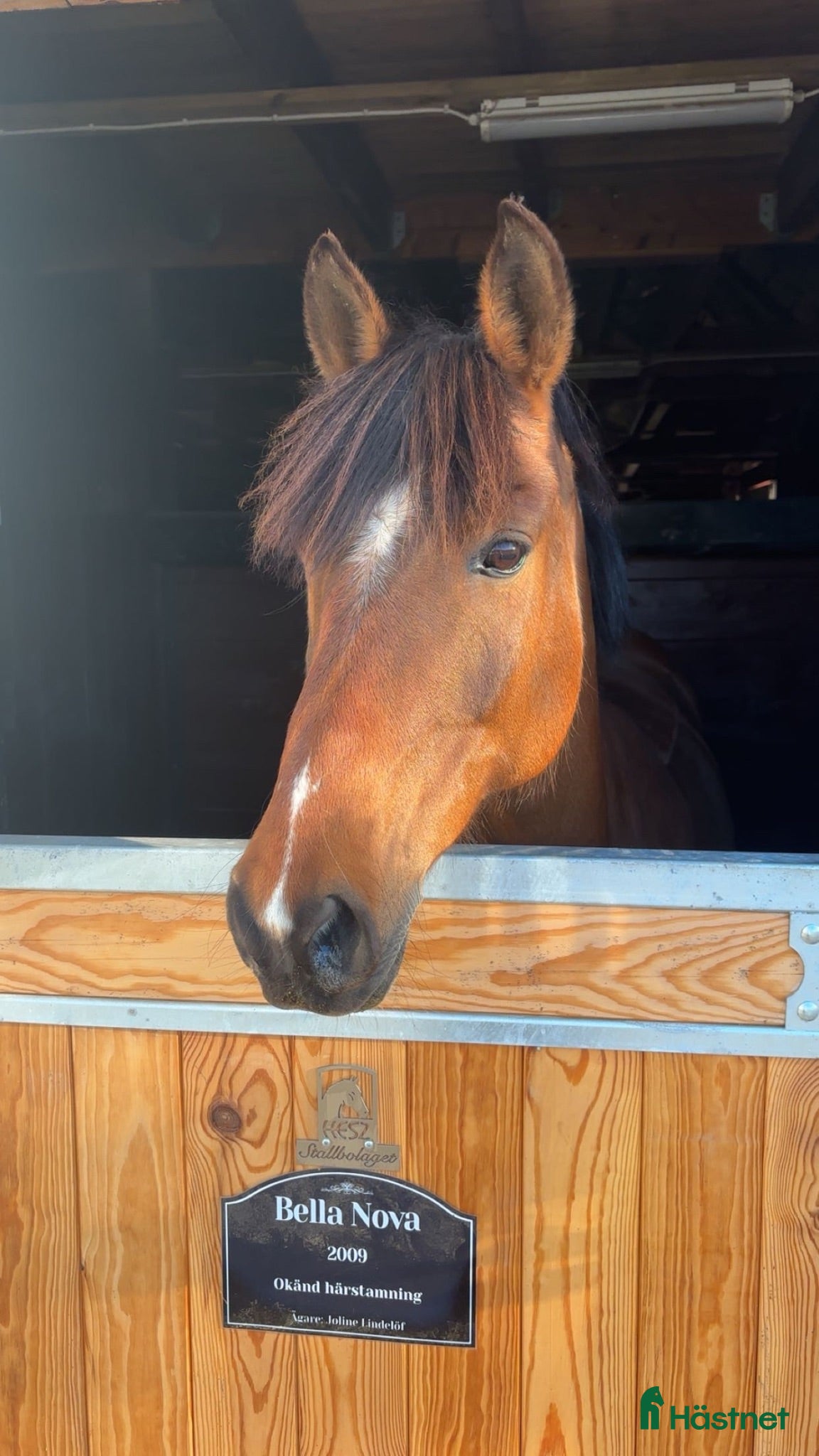  hästar Ponny med stort hjärta❤️ - Annons 14