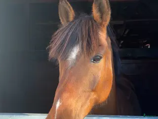 hästar Ponny med stort hjärta❤️ - Annons 14