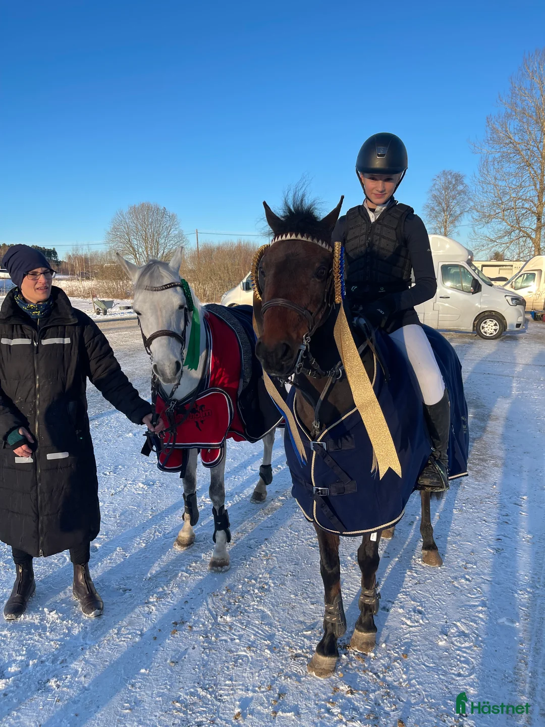 Hoppning hästar till salu: Rosett plockare i Sala - Annons 16
