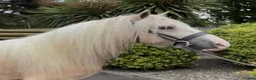 Allround hästar till salu: Stunning Irish Cob - Annons 3