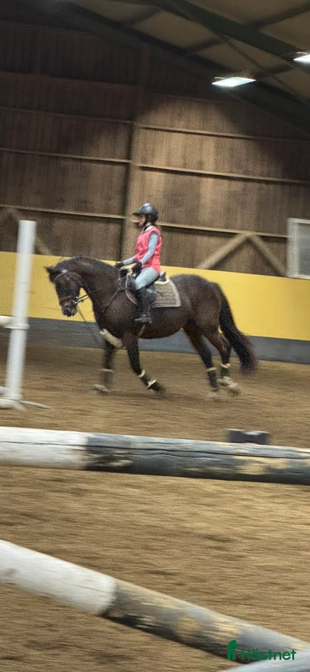 Allround hästar till salu: Snäll D-ponny söker sitt för alltid hem - Annons 5