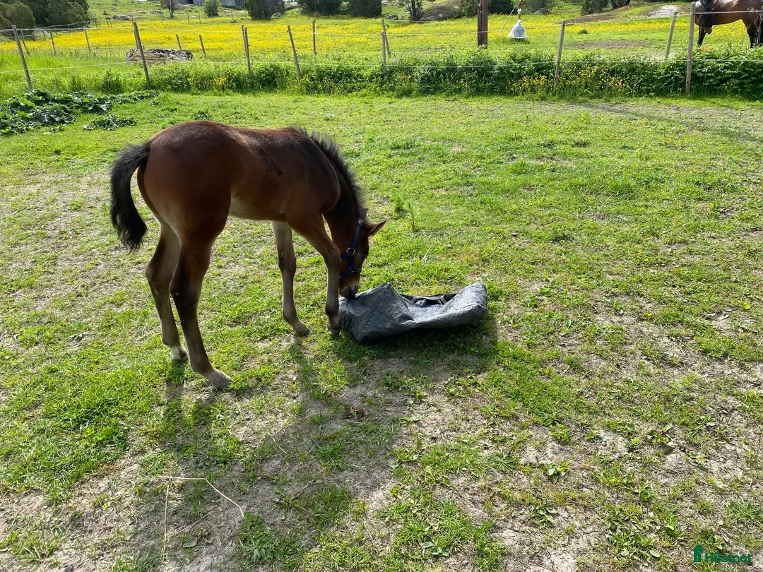 Hoppning hästar till salu: Hingstföl efter Converse All Star, A1 försäkrad i Alunda - Annons 4