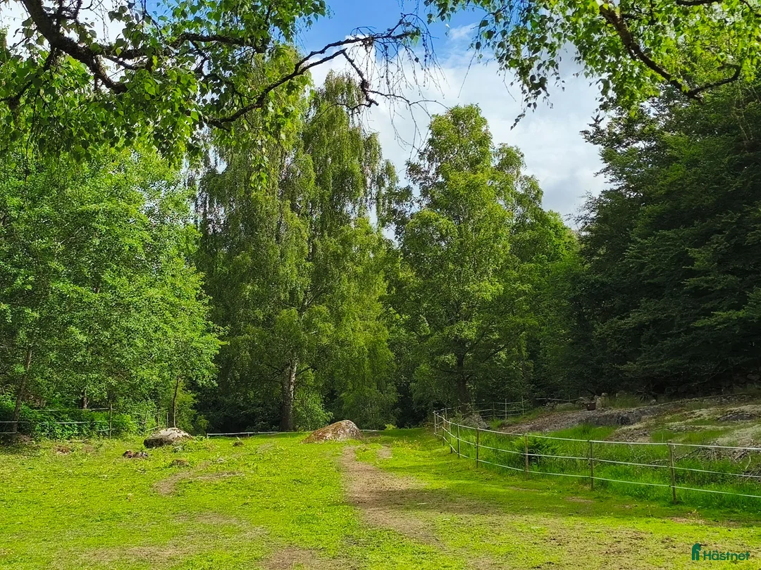  stallplats finnes: Lösdrift finnes - Annons 2