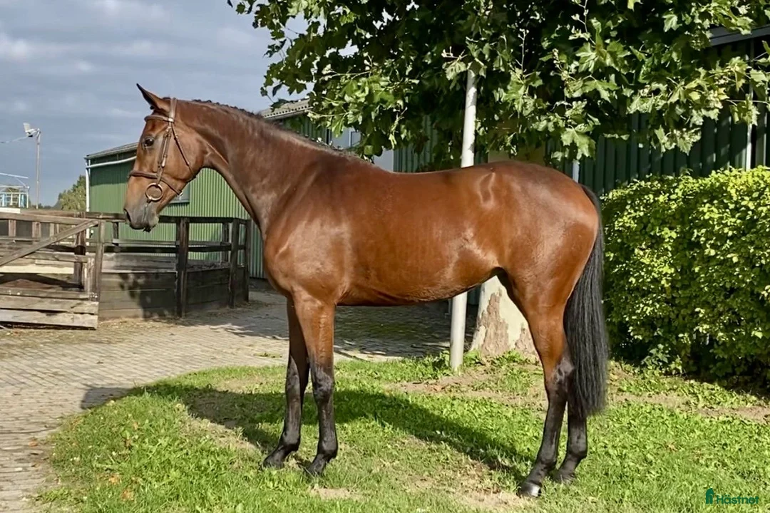 Hoppning hästar till salu: Unghest selges  i Lier - Annons 11