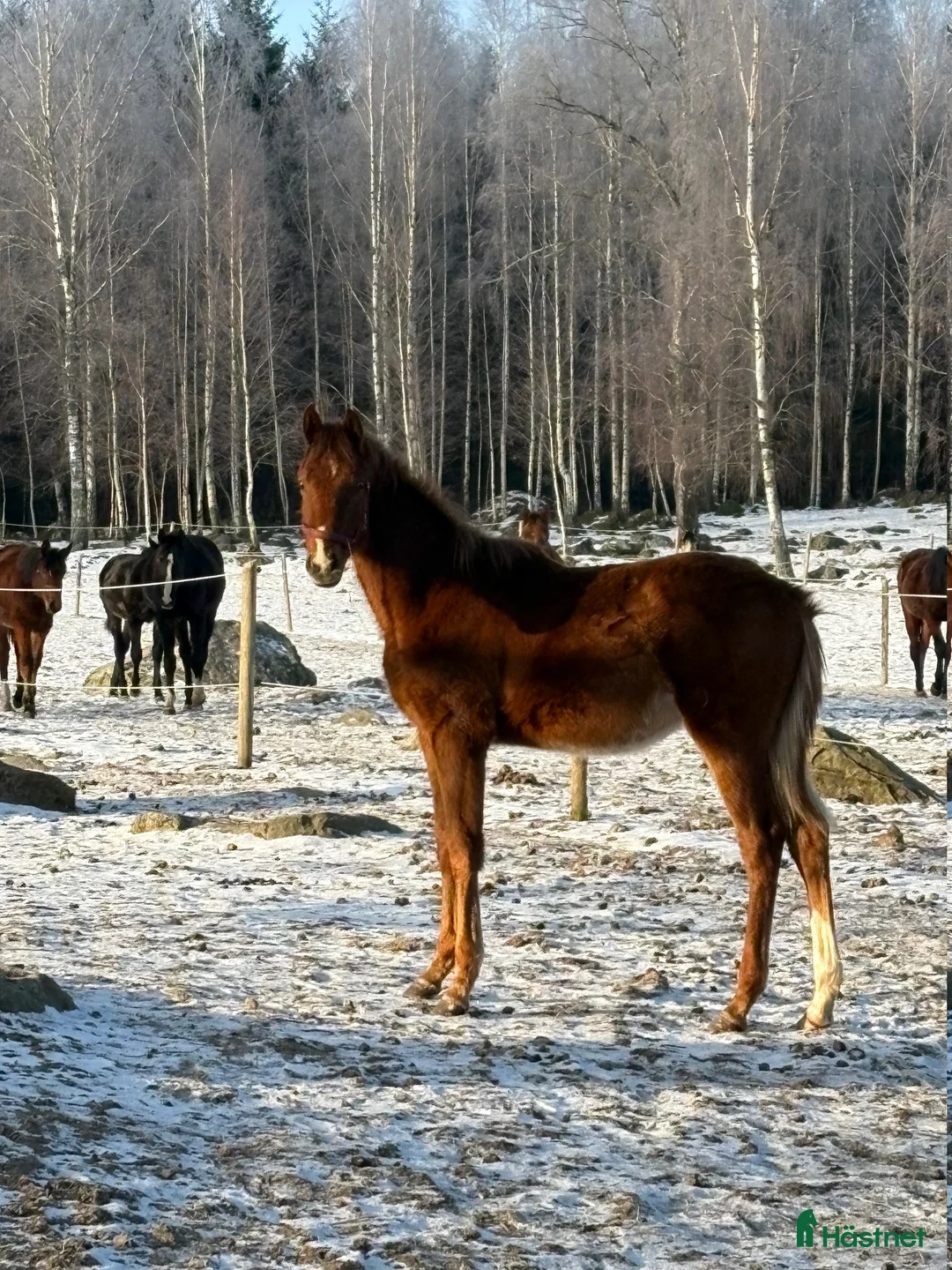 Fälttävlan hästar till salu: Hingstföl till bra pris - Annons 2