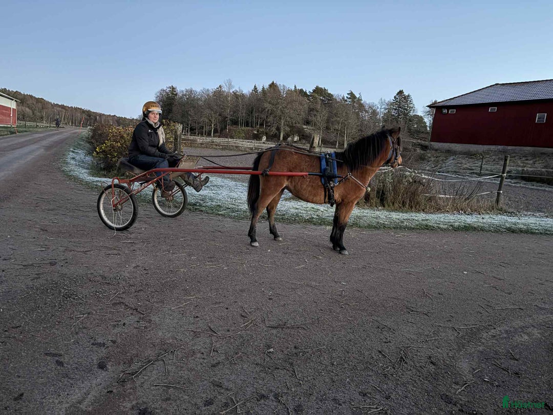 Trav hästar till salu: Ettårssto för årgångsloppen i Lysekil - Annons 2