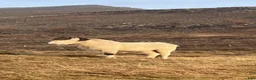 Island hästar till salu: Tillfälle  - Annons 7