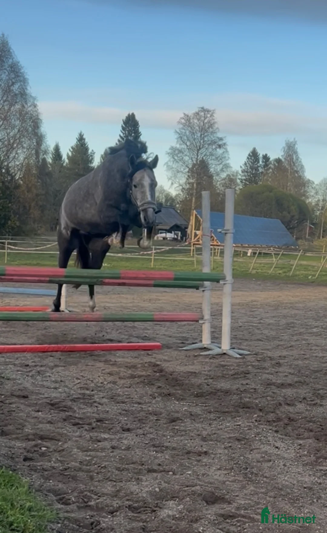 Allround hästar till salu: 4-årig Welsh Partbred med härlig inställning - Annons 1