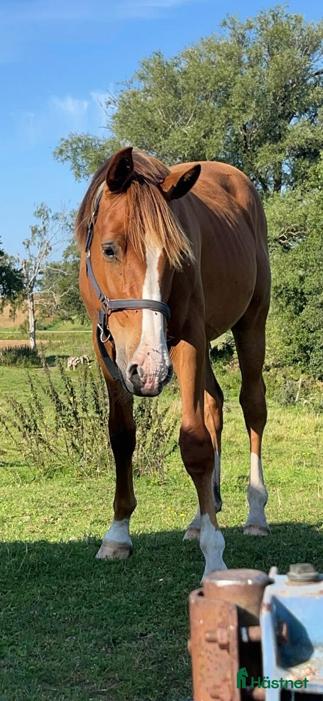 Hoppning hästar till salu: 3st Halvblod.  - Annons 4